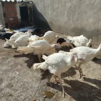 بوقلمون گوشتی .نیم گوشت