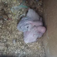 جوجه گرینچیک سرلاکی