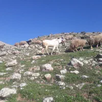 باب داشت تمیز سالم وسرحالل|حیوانات مزرعه|سرپل ذهاب, |دیوار