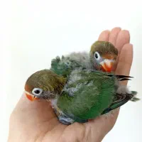 جوجه برزیلی ۱ماهه فیشر سرلاکی(دستی)