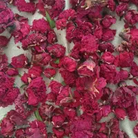 گلنارفارسی