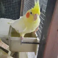 عروس هلندی جفت|پرنده|نوشهر, |دیوار