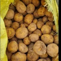 سیب زمینی دامی