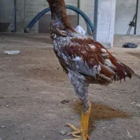 جوجه خروس لاری