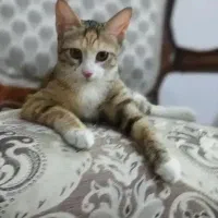 گربه