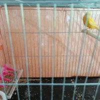 قناری|پرنده|زرند, |دیوار