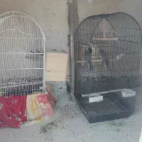 عروس هلندی|پرنده|شیراز, گلشن|دیوار