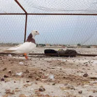 تعدادی گرفتنی شرط دور بازی پامیل|پرنده|دزفول, |دیوار