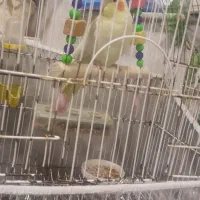 عروس هلندی نر سخنگوو