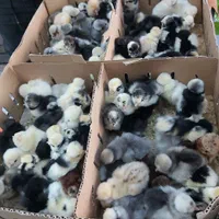 فروش جوجه رنگی محلی اردک ۳روزه|حیوانات مزرعه|همدان, |دیوار