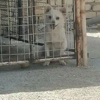 سگ پامر اشپیز