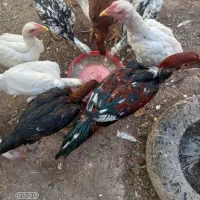 لاری اصیل|حیوانات مزرعه|میانه, |دیوار