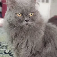 گربه پرشین با رنگ خاص