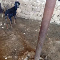 بز  چاق