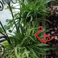 گل وگیاه|گل و گیاه طبیعی|مشهد, مقدم|دیوار