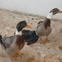 اردک|حیوانات مزرعه|سبزوار, هویزه|دیوار