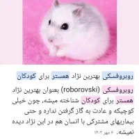 همستر نژاد خاص دستی (تخفیف داره)