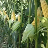 خوراک دام ذرت سیلو کاه پرسی کاه گندم یونجه علوفه