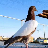 حیوانات