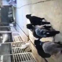 بره ماده هترو