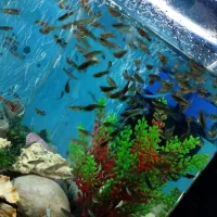 ماهی گوپی کوپی دونه ای 10 تومن|ماهی|اصفهان, دوطفلان|دیوار