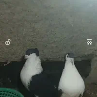 نرش رفت بیرد شد