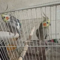 هلندی|پرنده|گرگان, |دیوار