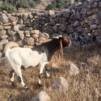 تیشتر نر اصلی|حیوانات مزرعه|مسجد سلیمان, |دیوار