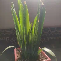 پتوس و انواع گیاهان اپارتمانی|گل و گیاه طبیعی|بندر ماهشهر, |دیوار