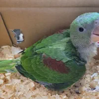 شاه طوطی ، گرینچیک، برزیلی، عروس