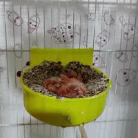 فروش ویژه جفت قناری با تخم و جوجه اورجینال