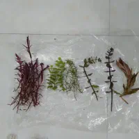 گیاه پلنت.روتالا قرمز .نسای گلدن و..