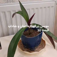 گل اپارتمانی|گل و گیاه طبیعی|تهران, حکیمیه|دیوار