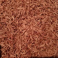 کرم میلورم خشک|خزنده|همدان, |دیوار