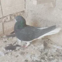 کفتر گرفتنی|پرنده|شیراز, گویم|دیوار