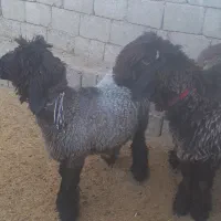 بره قوچی|حیوانات مزرعه|میانکوه, |دیوار