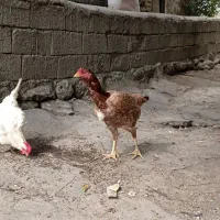 تخم لاری اصیل|حیوانات مزرعه|اردبیل, |دیوار