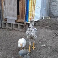 خروس لاری|حیوانات مزرعه|رشت, هلال احمر|دیوار