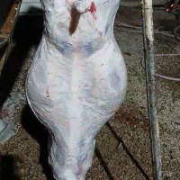 بره بزغاله میش گوسفند بز نذری عقیقه|حیوانات مزرعه|خمینیشهر, |دیوار