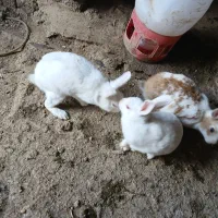 خرگوش سفید چشم قرمز ۲ عدد ماده ۱ عدد نر