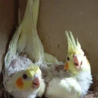 جوجه۴۰روزه عروس لوتینو آلبینو