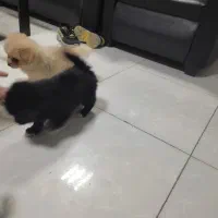 سگ پامر / شینزو|سگ|گلبهار, شهر جدید گلبهار|دیوار