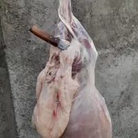 قصابی ماهر|استخدام خدمات فروشگاه و رستوران|خرم‌آباد, |دیوار