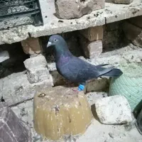 4 عدد کفتر (کبوتر) مناسب نو بازی|پرنده|تربت‌حیدریه, شهرک ولیعصر|دیوار