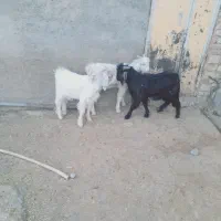 بزغاله چاق نر|حیوانات مزرعه|زاغه, |دیوار