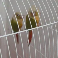 طوطی|پرنده|رودبار, |دیوار