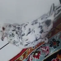 کفتر سار نر|پرنده|تایباد, |دیوار