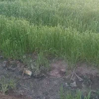 فروش-زمین-کشاورزی-روستای-سرچم