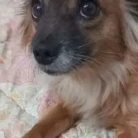 گمشده در رحمانیه