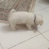 توله اشپیتز 7 تومن|سگ|کهریزک, |دیوار